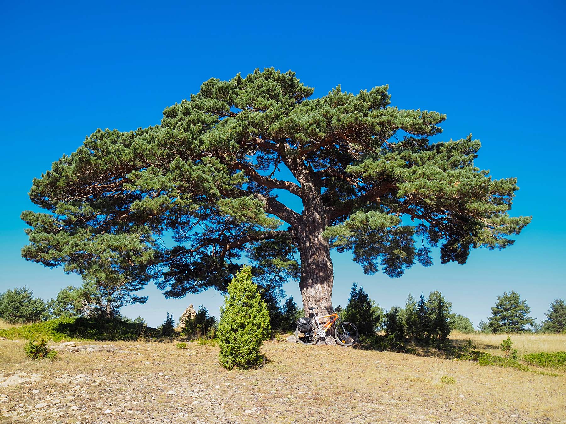 Trees with history